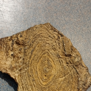 coupe de stromatolithe